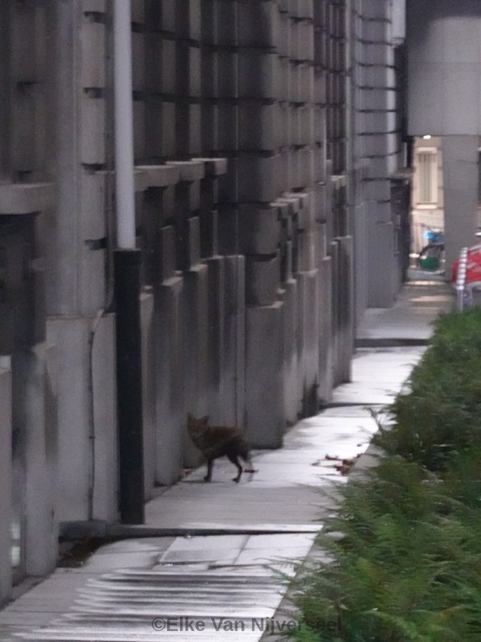 De vos werd gespot in hartje Brussel.
