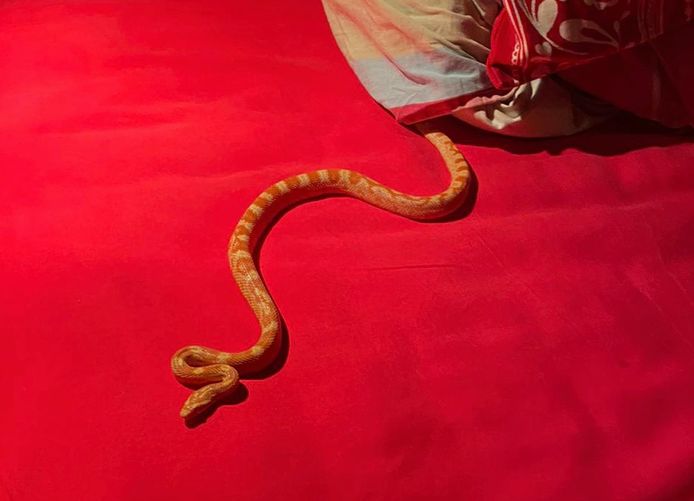 De slang die Maria Sturm in haar bed vond.