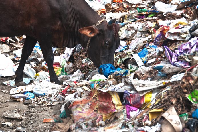 Voorbeeldfoto van koe die afval eet.