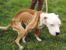 Sauvetage in extrémis d’un chien errant à Huy: “Vu l’état de ses pattes, c’est une maltraitance avérée”