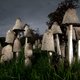 De wondere wereld van het wood wide web: wie is er bang voor de zombieschimmel?