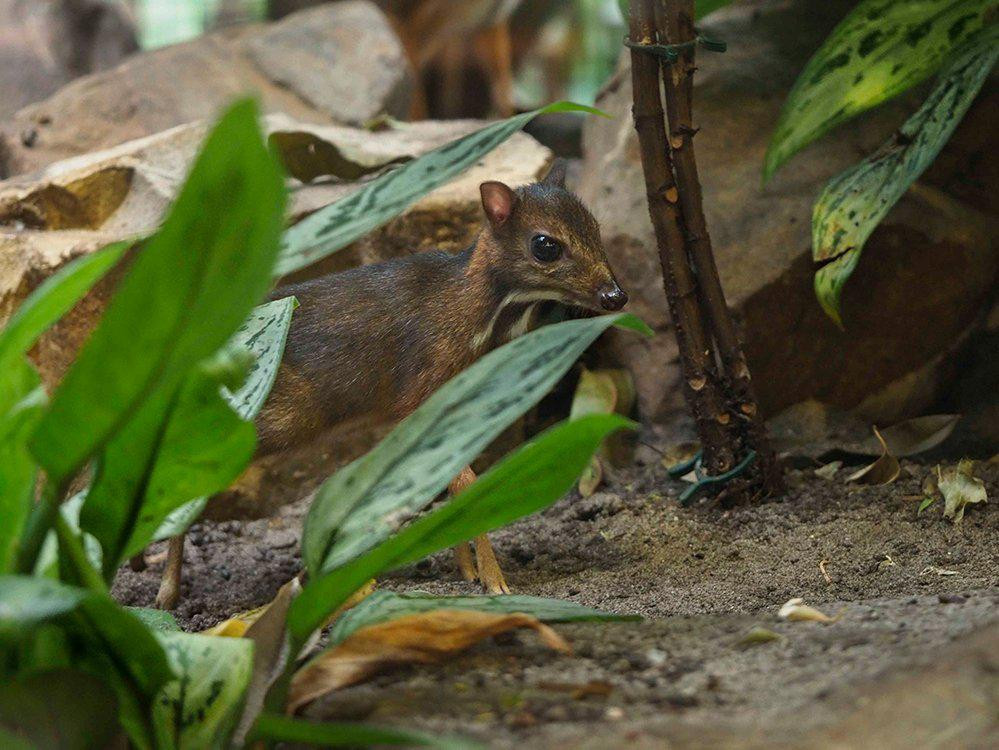 Kleine kantjil geboren in Artis | Foto | AD.nl