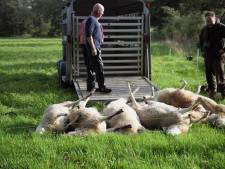 Dierenhouders schrikken van ‘bloeddorstige wolf’: kun je nog schapen houden op de Veluwezoom?