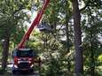 'Summerdrop': grote takken laten los van bomen door droogte, brandweer neemt gevaar weg 