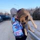 Man draagt oude hond 17 kilometer lang op zijn schouder naar Poolse grens