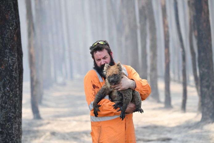 Simon Adamczyk van de dierenbescherming met een koala in de armen die brandwonden opliep. De foto dateert van begin januari en is voor Australiërs een iconisch beeld geworden van de verwoestende bosbranden op Kangaroo Island.