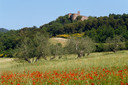 Paysage toscan (illustration)