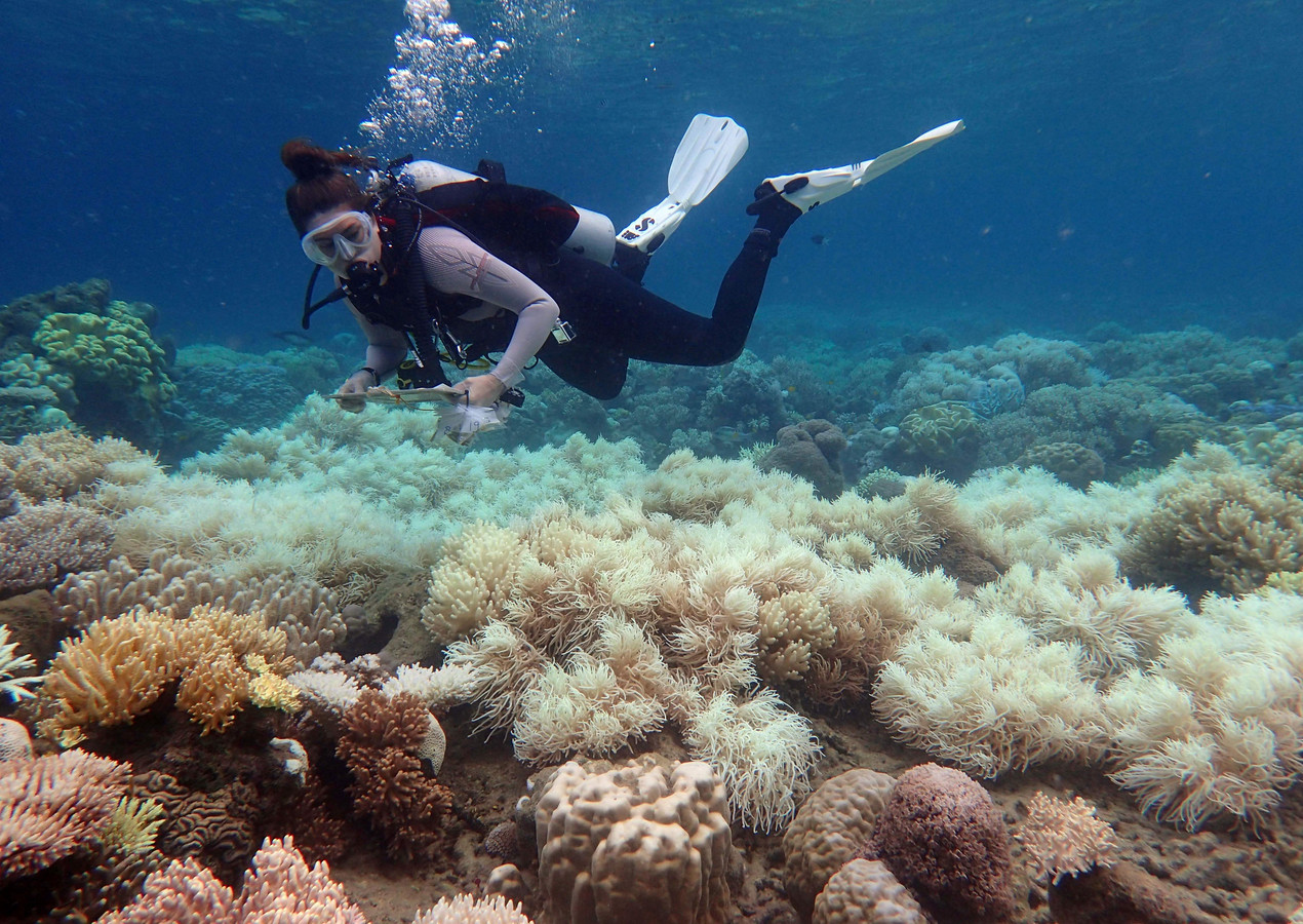 verbleking-great-barrier-reef-kan-10-000-jobs-kosten-foto-hln-be