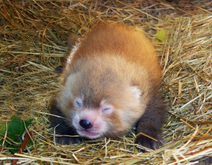 Rode panda geboren in de Beekse Bergen