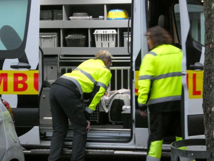 De katten van de bewoonster zijn opgehaald door de dierenambulance.