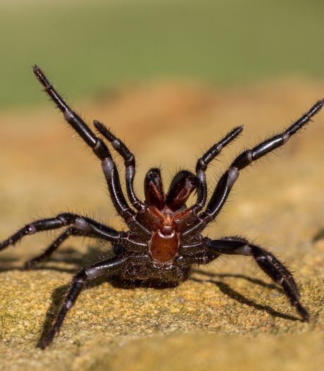 Na bosbranden en overstromingen gaan dodelijke spinnen nu Australië teisteren, zeggen experts