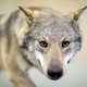 Over zeker een week pas bekend of aangereden wolf een aangereden wolf is