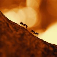 Onderzoekers verbaasd over genetisch bulldozermechanisme dat mieren hun uitzonderlijke reukvermogen geeft