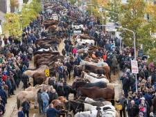 Hedel houdt rekening met fors minder paarden in lijn met de cijfers in Elst en Zuidlaren