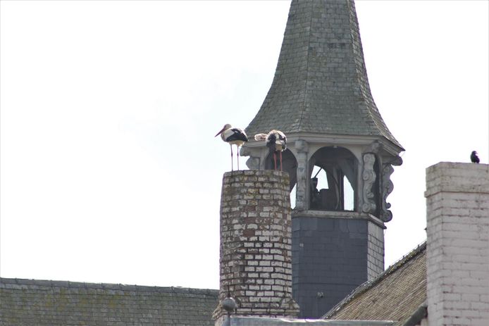 De ooievaars op de Sint-Jansvleugel.
