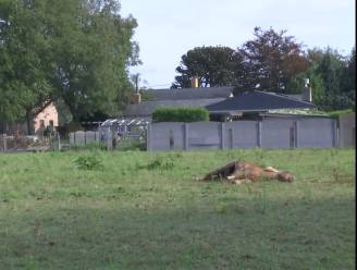 PaardenPunt Vlaanderen vraagt "structurele oplossingen" na wolvenaanval op pony's