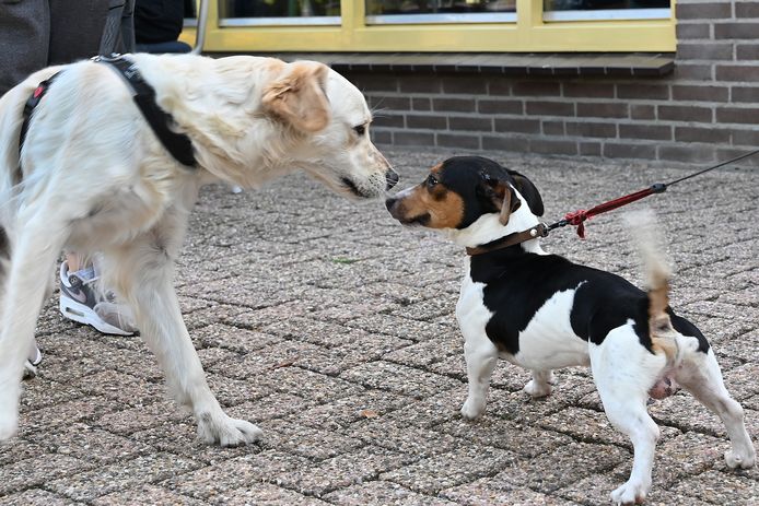 The Walk of the Dogs in Escharen.