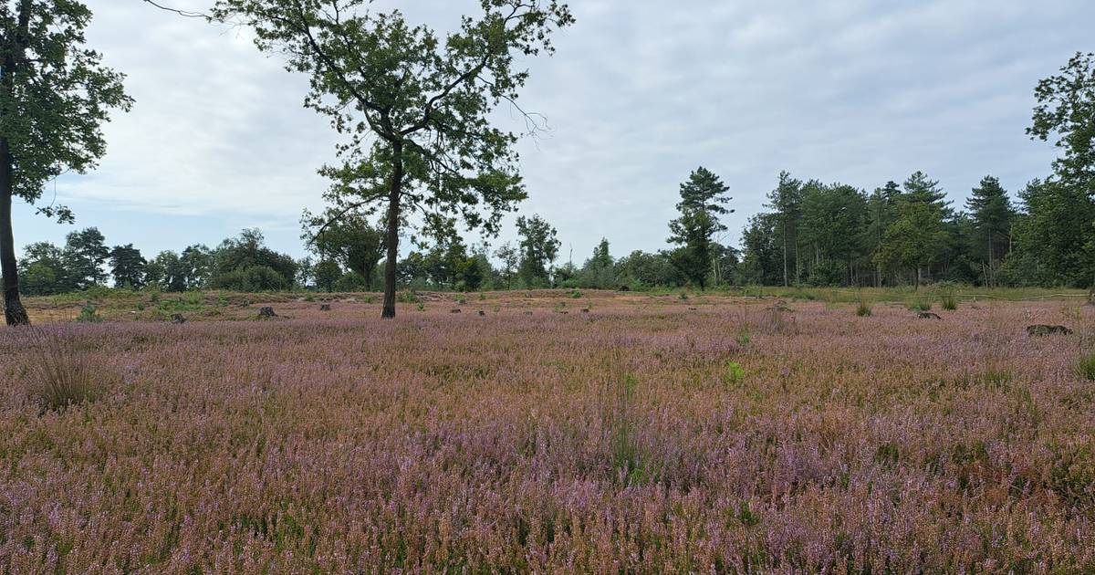 Vennenwandeling rond Mariahout