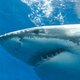 Grote witte haai met uitsterven bedreigd