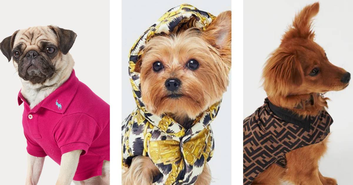 Kleren Authenticatie Sterkte Een hondenjasje van Versace of halsband van Louis Vuitton: luxemode voor  onze beestjes boomt. “Sommige honden vinden het maar niks” | Familie |  hln.be
