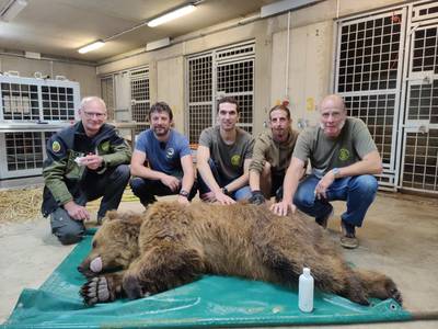Natuurhulpcentrum haalt Oekraïense beren en wolf op: “Ze gaan eerst naar Bellewaerde”
