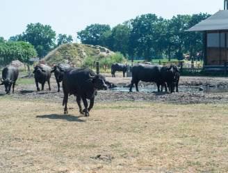 Bewonder plonzende buffels op familiedag in Sint-Antonius Zoersel
