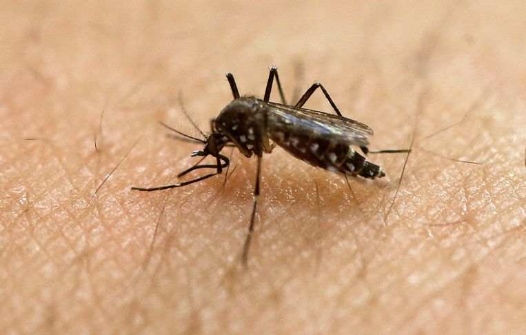 Tropisch Instituut Op De Uitkijk Voor Zika Muggen In Belgie De Morgen