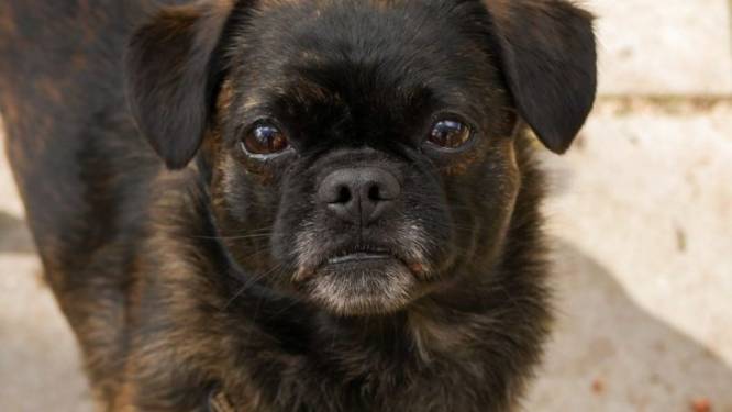 Open dag bij het dierenasiel van Almelo: dit is er te doen