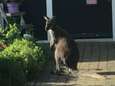 Politie speurt naar kleine kangoeroe in Winterswijk