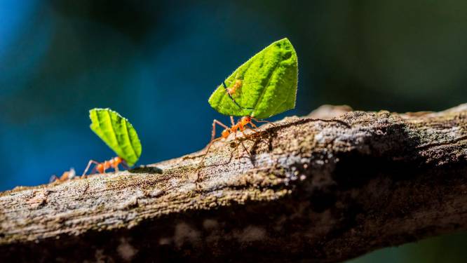Werkster of koningin? Slechts 1 molecuul bepaalt de sociale status bij deze mierensoort