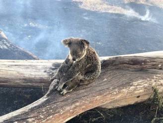 Pakkend beeld: mama koala beschermt haar baby tegen oprukkende bosbranden