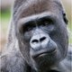 Hoe zielig: gorilla Jambo uit Apeldoorn even niet zo stoer