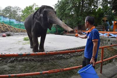 ‘s Werelds “verdrietigste” olifant overleden in Filipijnse dierentuin