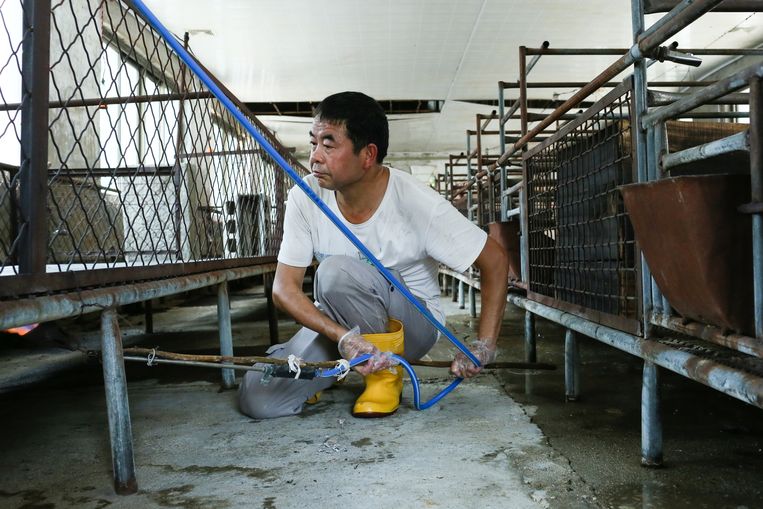 Wu is een van de weinige varkenshouders in zijn buurt die nog levende dieren heeft. Overal waar wordt gelopen, schroeit een medewerker met een gasbrander de betonvloer.  Beeld Elke S.
