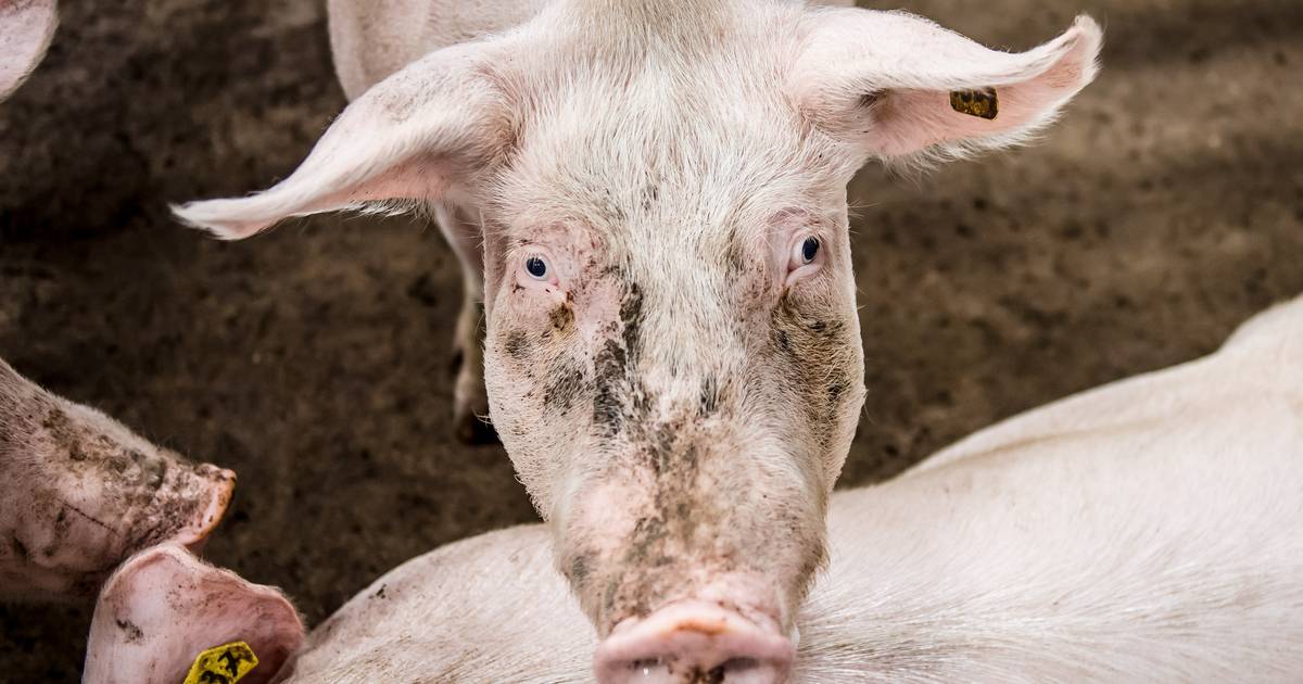 Tanti suini macellati e donatori di sangue contagiati dall’epatite E: il virus dalla stalla arriverà nel nostro piatto al più presto |  l’interno