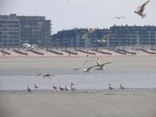 Draag mondmasker en verwittig de juiste mensen: dit moet je doen als je een vogel vindt die mogelijk getroffen is door vogelgriep