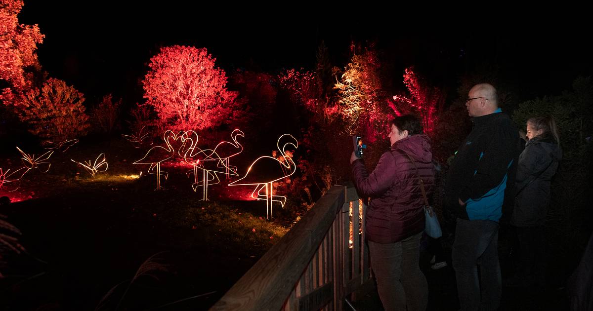 Duizenden mensen gaan op licht-safari in Megchelen bij ‘De Belevenis’