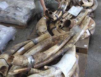 Meerdere tonnen ivoor in beslag genomen in Vietnam