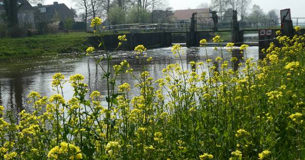 Vertraging voor bouw van hogere dijken Essche Stroom: maar de kelders blijven ondertussen wel droog 