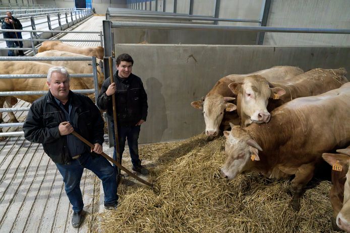Links Ed en rechts zoon Erwin Nieuwenhuizen in hun nieuwe stal met hun Blonde d'Aquitaine.
