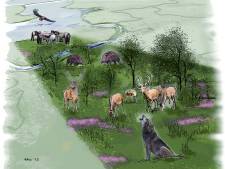 Lezers over het GroenLinks-plan om de Veluwe en de Oostvaardersplassen samen te voegen: ‘Complete waanzin in deze tijd’