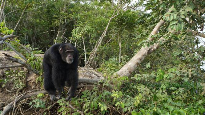 Medische testaap Ponso werd gedumpt op een eiland, meer dan 30 jaar later wordt hij eindelijk gered