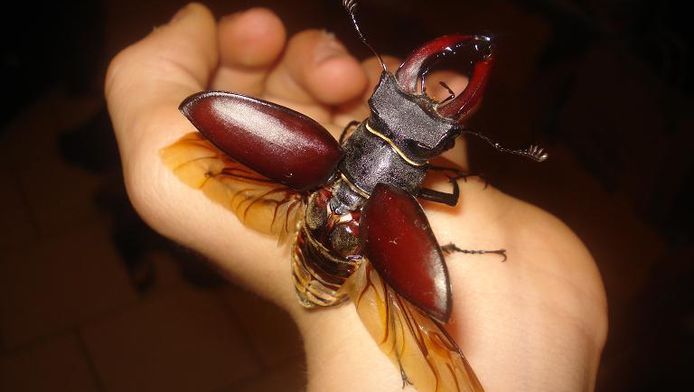 Het vliegend hert is een van de grootste Europese kevers.