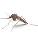 Daar zijn de muggen weer: hoe kunnen het er ineens zoveel zijn en wat is de beste techniek om ze dood te meppen?