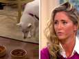 Hilarisch: ‘vegetarische’ hond zet baasje voor schut op televisie