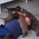 Filmpje | Nesten vol puppy's knuffelen baasjes