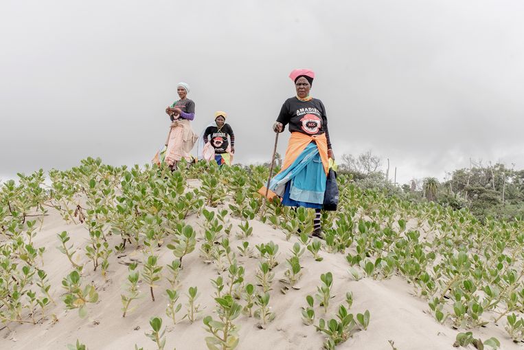 Activisten van de Amadiba Crisis Committee lopen een duin af voor een demonstratie op het strand van Wildkust.  Beeld Luca Sola