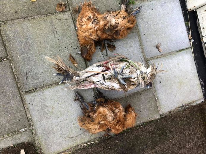 Daan de haan en twee kuikens werden afgeslacht in hun hok.