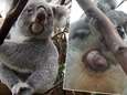 Vroeg kerstcadeau voor Planckendael: koalaatje komt voor het eerst uit buidel van zijn mama kijken