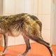 Tegenover soortgenoten kunnen honden knap asociaal zijn